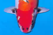 Kruising ontstaan tussen een Kumonryu met een Ogon. Er zijn verschillende kleurschakeringen, afhankelijk van welke Ogon gekruisd werd met de Kumonryu. Beni Kikokuryu is een wit/rode koi.