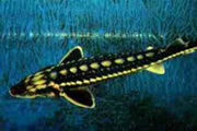 De Stellatus (Acipenser Stellatus) is een van de drie belangrijkste kaviaarleveranciers (met de Russische steur en de Beloega); het zijn nachtvissen die overdag op de bodem scharrelen. Het lichaam lijkt op dat van de Gueldenstaedti, maar is langer en dunner. Ze hebben een lange afgeronde snuit die wel op een eendesnavel lijkt. Vandaar dat men ze ook wel eens Eendenbeksteur of Spitssnuitsteur noemt, alhoewel de Sterlet en de Baeri een spitsere snuit hebben. 

Deze soort wordt 2 meter lang en 80 kilo zwaar. Ze komen voor in de Zwarte, de Kaspische en Aegische Zee.