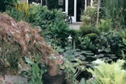 Deze vijver is niet duidelijk afgelijnd door een vijverrand maar heel wat planten zorgen ervoor dat een natuurlijke overgang tussen waterpartij en tuin wordt gecre�erd.