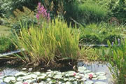 Wilde rijst hoort tot de grassenfamilie en groeit met een dicht gewas in ondiep water van grote en middelgrote vijvers. De plant wordt in vijvers 90 � 110 cm groot en is op zijn mooist in de herfst wanneer de zon de lichte tint van het gewas onder de aandacht brengt.