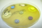 Hier zien we een antibiogram, gemaakt voor een Aeromonas stam ge�soleerd uit een koi. Op plaatsen waar de voedingsbodem helder is treed geen groei van bacteri�n op, dit is in dit geval in de buurt van een met neomycine en nitrofurantoine ge�mpregneerde diagnostische  tablet. Slechts deze antibiotica zouden dan in dit geval nog werkzaam zijn om de infectie te bestrijden.