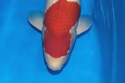 Kohaku, Size 5, Arno & Elise