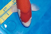 Kohaku, Size 6, Dannys Koi Caf�