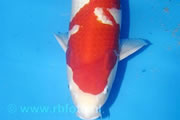 Kohaku, Size 5, Diamond Koi International