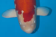 Kohaku, Size 7, Andre Verpoucke<br>De Grand Champion is geworden een fenomenale Kohaku van 6 jaar, gekweekt door de Sakai Fish Farm in Hiroshima. Het is een Koi van een Belgisch hobbyistenkoppel: Andre Verpoucke en Conny de Jager. Zij hebben hun vis aangekocht bij Kokugyo Koi 