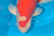 Kohaku, Kokugyo Koi 