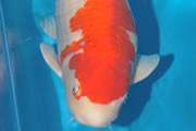 Kohaku, Size 7, Koicentrum Tiel