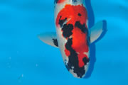 Showa, Size 5, Interkoi Arendonk