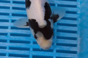 Shiro Utsuri, Quality Koi