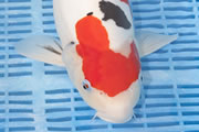 Doitsu Sanke, Quality Koi