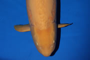 Doitsugoi (Karashigoi)<br>
1m+<br>
Kweker Konishi Koi Farm