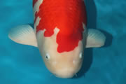 Kohaku, Size 7, Kokugyo Koi 