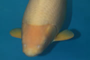 Kawarimono, Size 8, R. Haeck