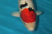 Sanke, Size 6, Kokugyo Koi 