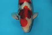 Showa, Size 4, Arts & Ants