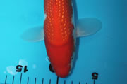Kinginrin, Size 2, A. Kouw
