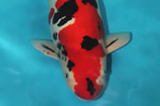 Doitsu Sanke, Size 4, R. Haeck