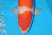 Kohaku, Size 6, Floors Koi Shop