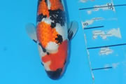 Kinginrin A, Size 3, Koi & Vijvercentrum Tiel