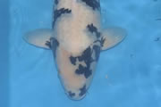 Utsurimono, Size 5, Quality Koi