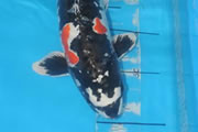 Doitsu B, Size 5, Koi & Vijvercentrum Tiel