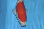 Kohaku, Size 2, Damm�staren