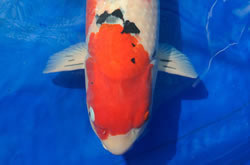 Sanke - size 7,&nbsp;Eigenaar Johnny Lievens