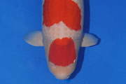 Een Yondan (vierstaps) Kohaku uit de stallen van Sakai Fish Farm is dit weekend onbetwist de allermooiste Koi in de tuinen van Appeltern en de rest van Europa. Ze meet nu 88 centimeter en luistert naar de naam Vertigo De eigenaar Harry van Hout kan terecht trost zijn op deze overweldigende Kohaku waarbij je alleen maar weg kunt dromen als hobbyist&hellip; De Kohaku, door de hobbyist zelf ingebracht, is beslist geen onbekende en won reeds vorig jaar op de 42e editie van de Rinyukai de prijs voor beste Kohaku.