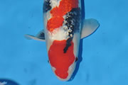 Eigenaar Kokugyo Koi ’t Viske