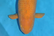 Eigenaar Interkoi Arendonk, kweker Hirasawa, 84cm