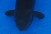 Jumbo Champion 2012