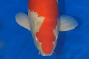 Adult Tategoi Champion 2012
