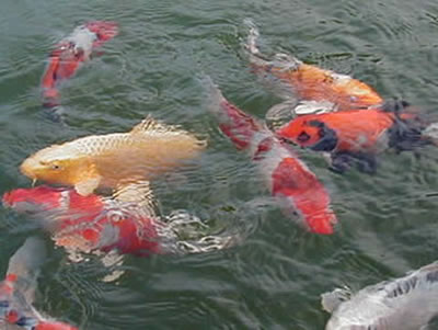 Verzameling koi