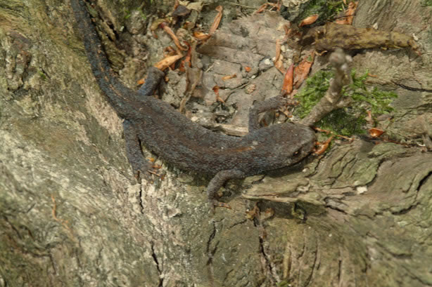 Vrouwelijke alpenwatersalamender