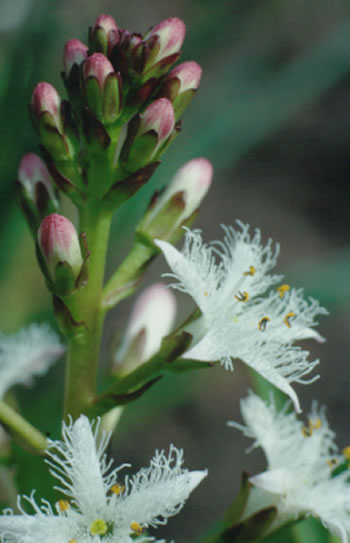 Waterdrieblad bloem