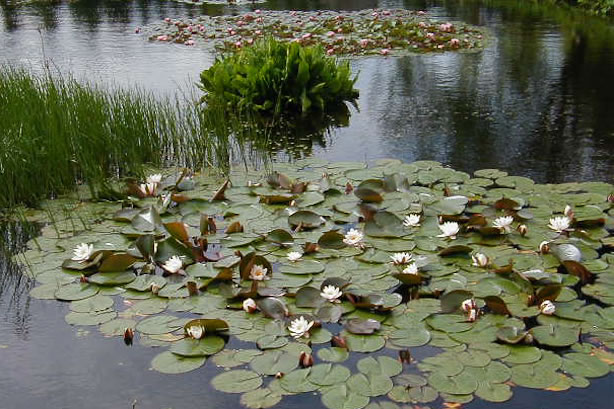 Waterlelie in grote vijver