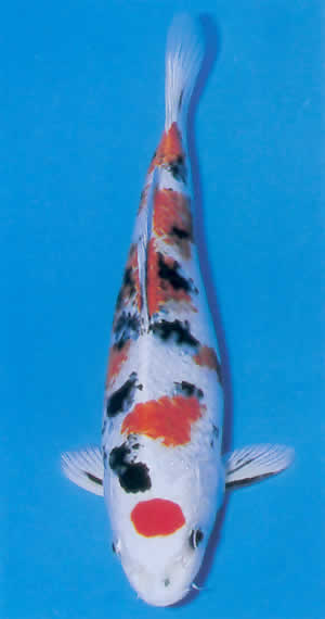 Yamatonishiki