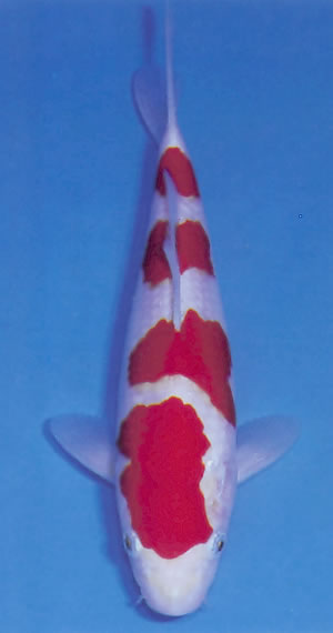 Yondan Kohaku