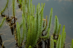 Lidsteng, Hippuris vulgaris