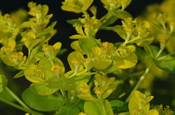 Moeraswolfsmelk, Euphorbia palustris