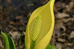 Moerasaronskelk, Lysichiton americanus