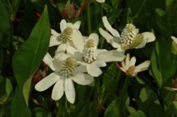 Verba mansa, Anemopsis californica