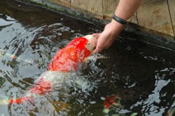 Koi handtam maken
