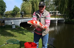 Krommenie�r vist koi karper uit sloot