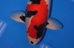 Dainichi heer en meester op All Japan Show 2007