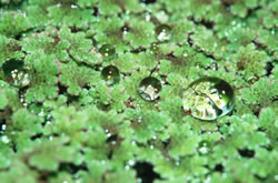 Kroosvaren, Azolla