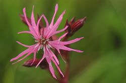 Koekoeksbloem, Lychnis flos-cucculi