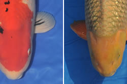 The runner up Holland Koi Show 2010