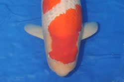 Grand Champion Holland Koi Show 2010