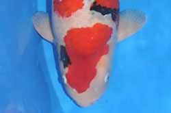 Grand Champion Interkoi 2011